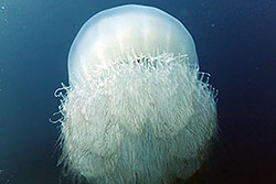 jelly fish